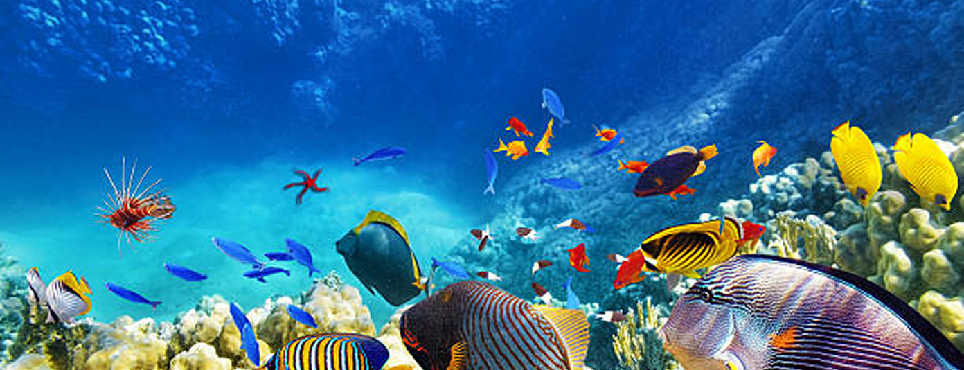 Marine Life & Environment